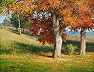 realistic fall maple tree oil painting by William Hagerman